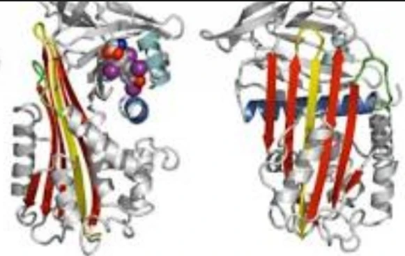 Sex Hormone-Binding Globulin (SHBG) Test