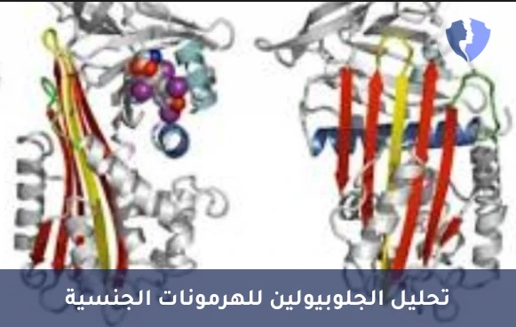 تحليل الجلوبيولين المرتبط بالهرمونات الجنسية (SHBG) - فحص الهرمونات الجنسية SHBG