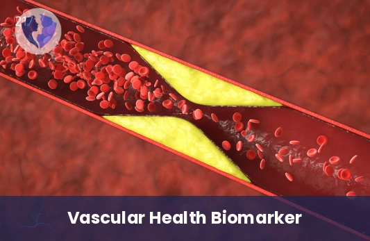 Check Your Vascular Health - Asymmetric Dimethylarginine (ADMA) Test