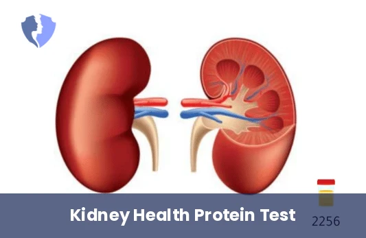 Renal Tubular Function Test - Beta 2 Microglobulin Urine Test
