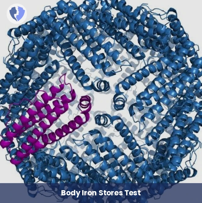 Ferritin Iron Stores Test - Ferritin Test