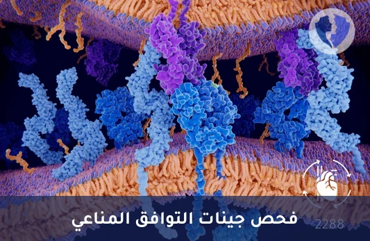 فحص مستضدات التوافق المناعي - تحليل التوافق النسيجي - النوع الثاني (HLA Class II)