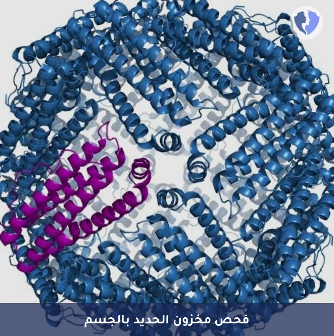 فحص مخزون الحديد (الفيريتين) - تحليل مخزون الحديد (Ferritin)