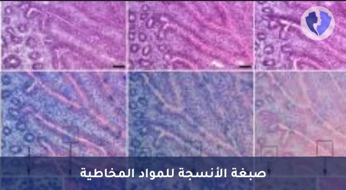 صبغة ألسيان بلو للأنسجة - صبغة ألسيان الزرقاء النسيجية (Alcian Blue)