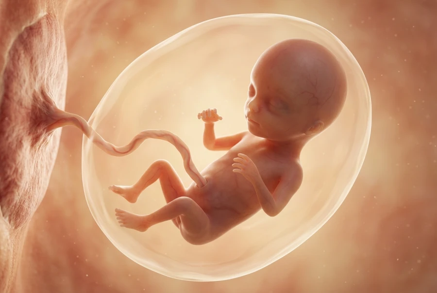 15 Weeks Pregnant