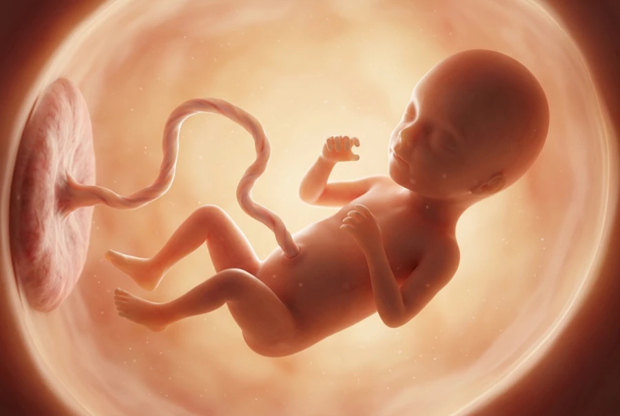 24 Weeks Pregnant